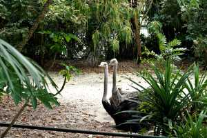 SINGAPORE ZOO (347)